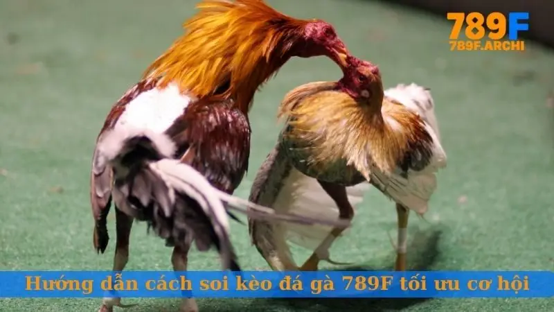 Hướng dẫn cách soi kèo đá gà 789F tối ưu cơ hội