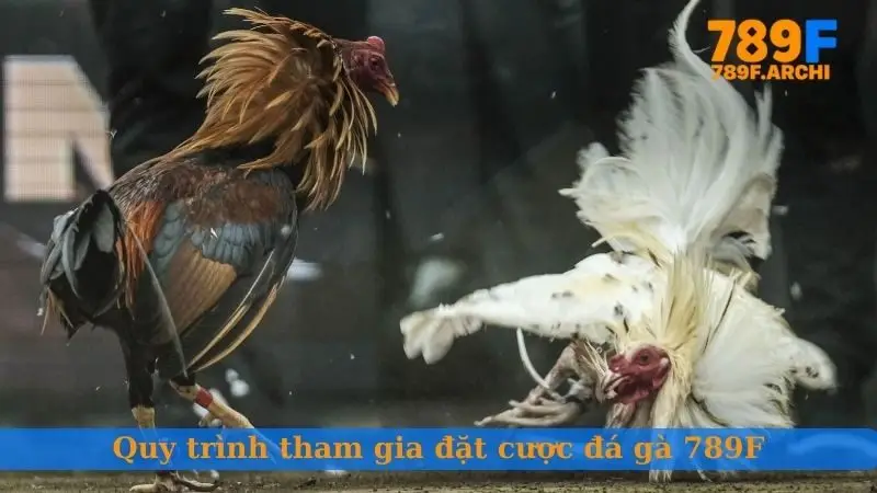Quy trình tham gia đặt cược đá gà 789F